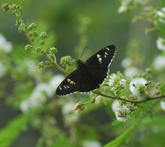 Apyrrothrix araxes