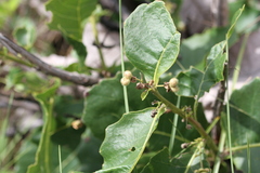 Curatella americana