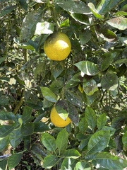 Citrus paridisi