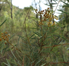 Acacia decora