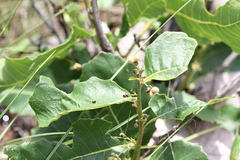 Curatella americana