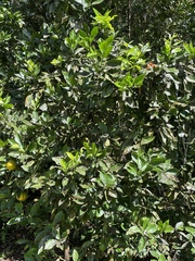 Citrus paridisi