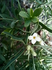 Daphne gnidioides
