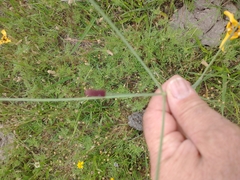 Eryngium ebracteatum