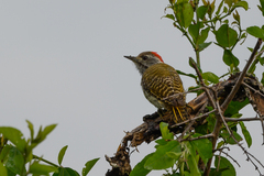 Chloropicus fuscescens