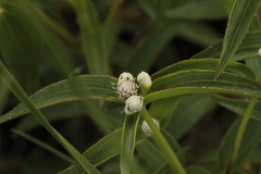 Ichthyothere terminalis