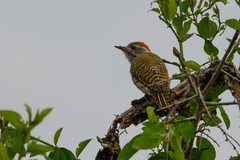 Chloropicus fuscescens