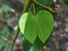Schnella glabra