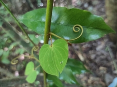 Schnella glabra