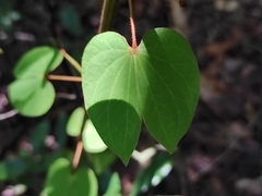 Schnella glabra