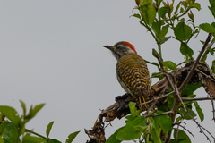 Chloropicus fuscescens