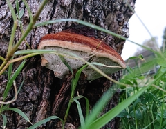 Inocutis tamaricis