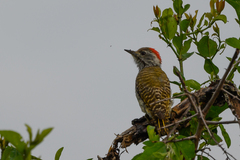 Chloropicus fuscescens