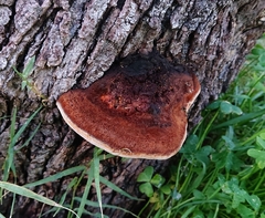 Inocutis tamaricis