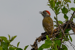 Chloropicus fuscescens