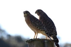 Buteo lineatus