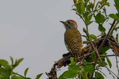 Chloropicus fuscescens