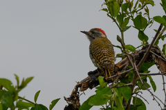 Chloropicus fuscescens