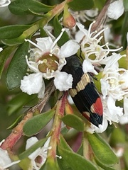 Castiarina bella