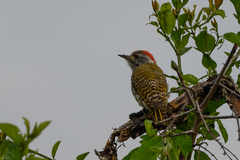 Chloropicus fuscescens