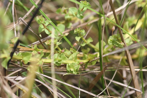 Image of Bacopa Aubletiana (Bacopa aubletiana) by (c) Guillaume Delaitre, some rights reserved (CC BY)