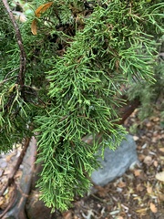Juniperus maritima