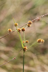 Rhynchospora holoschoenoides