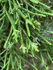 Juniperus maritima