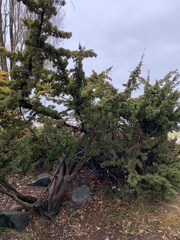 Juniperus maritima