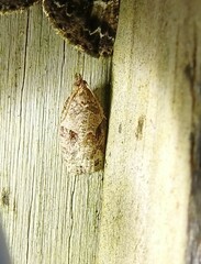 Apoctena orthropis