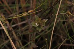 Bacopa sessiliflora