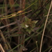 Bacopa sessiliflora - Photo (c) Guillaume Delaitre, algunos derechos reservados (CC BY), subido por Guillaume Delaitre