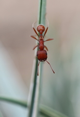 Pogonomyrmex occidentalis