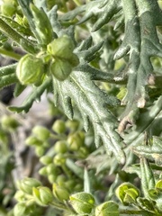 Emmenanthe penduliflora