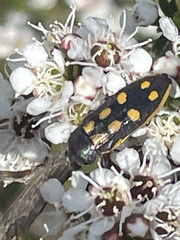 Castiarina xanthopilosa