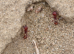Pogonomyrmex occidentalis