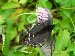 Papilio maackii