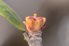 Euphorbia socotrana image