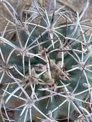 Sclerocactus cloverae