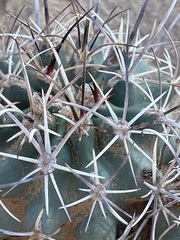 Sclerocactus cloverae