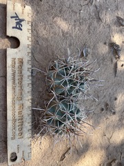Sclerocactus cloverae