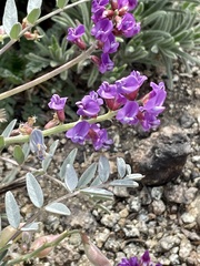 Astragalus palmeri