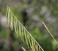 Boechera retrofracta