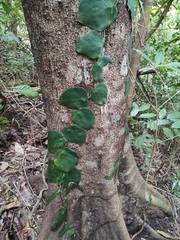 Monstera tuberculata