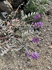 Astragalus palmeri