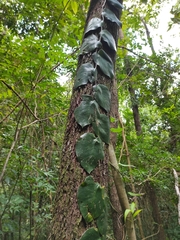 Monstera tuberculata