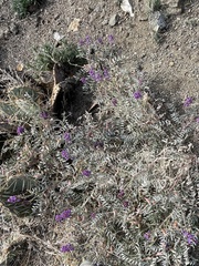 Astragalus palmeri