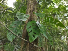 Monstera acuminata