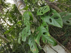Monstera acuminata