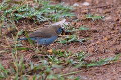 Uraeginthus bengalus